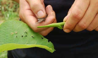 嫁接方法图解 果树嫁接的常见方法