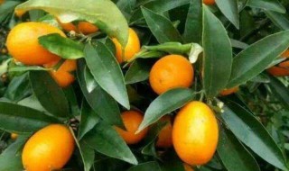 金桔栽培技术 怎么栽培金桔