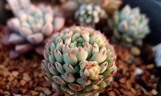 养多肉口诀 记住这10字口诀不用担心养不好