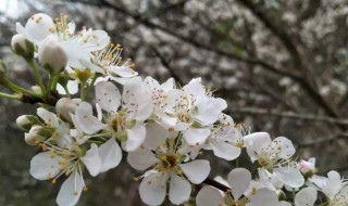 李花什么时候开 李花开花时间介绍