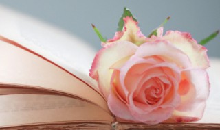 表达对妈妈的爱的句子 爱妈妈的句子