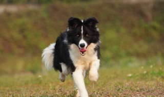 训练边牧犬方法 训练边牧犬然后训练