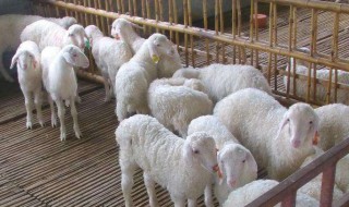 科学养羊新方法 科学养羊的5大方法