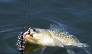 鱼饵料配比方法 不同季节钓铒原料搭配指南