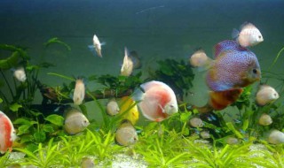 鱼消毒最简单的方法 鱼消毒最简单的方法介绍