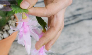 槟榔催花方法 催花的方法介绍