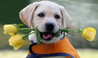 朋友圈晒宠物配文 适合晒宠物的朋友圈配文