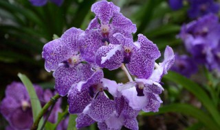 万代兰扦插方法 万代兰怎么养