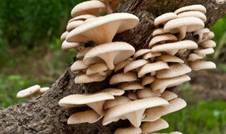 蘑菇种植的方法 蘑菇怎么种