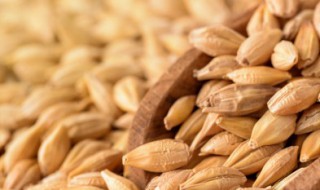 黑大麦食用方法 怎么吃黑大麦