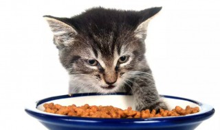 做猫粮的方法 如何制作天然猫粮