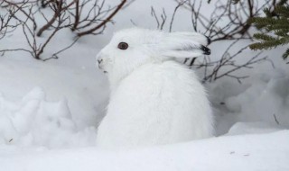 雪兔可能会出现在我国的哪个区域 雪兔体长一般是多少