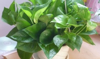 房间养什么植物好 可以在房间养的植物