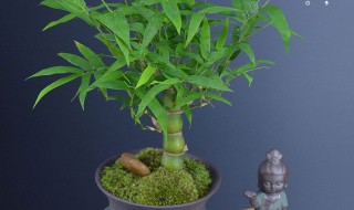 盆栽竹子浇水方法 盆栽竹子浇水方法是什么