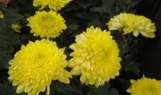 大菊花的养护方法 大菊花的养殖方法介绍