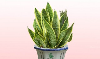 虎尾兰有毒吗 虎尾兰有没有毒