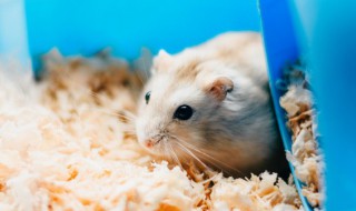 两只仓鼠能不能养在一起 两只仓鼠可以一起养吗