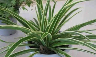 室内不能养的植物 室内不能养什么植物