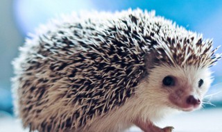 刺猬是仙为什么不能养 刺猬为什么不能养