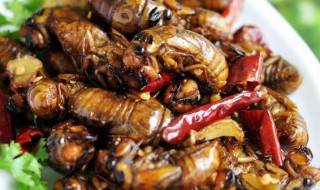 蝉如何保存方法 蝉存放窍门