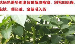 活筋条怎么用 活筋条用法