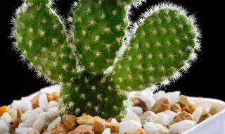 办公桌上放的植物推荐 办公桌上放的植物有哪些推荐