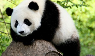 大熊猫在没有竹子时吃什么 大熊猫吃什么食物