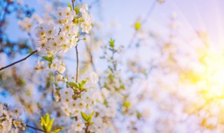繁花嫩叶是什么意思 繁花嫩叶的意思