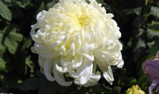 私家车参加白事禁忌 私家车参加白事禁忌是什么