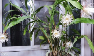 昙花怎么修剪养才开花 昙花如何修剪才能开花