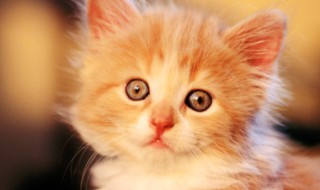 猫有哪些品种 猫的简单分类