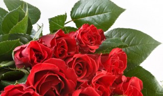 玫瑰花可以吃吗 玫瑰花介绍