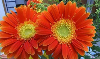 去甲醛最好的植物排名 去甲醛最好的植物有哪些