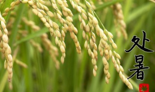 处暑优美一句话 关于处暑优美一句话