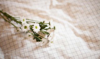 水洗棉和芦荟棉哪个好 水洗棉和芦荟棉的区别是什么