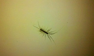 蚰蜒为什么不能踩死 蚰蜒不能踩死的原因