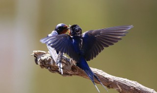 吸引燕子做窝的方法 关于吸引燕子做窝的方法