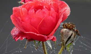 玫瑰花长蜘蛛网怎么办 玫瑰花长蜘蛛网如何解决