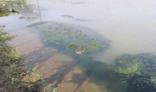 龙虾池水发黑怎么处理 龙虾池水发黑怎么办