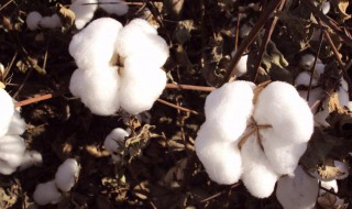 去新疆拾棉花是什么梗 去新疆拾棉花是啥意思