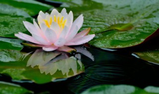 采莲指什么动物 采莲指的是什么