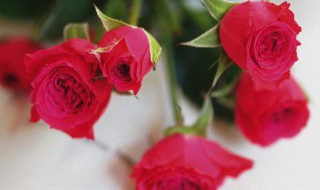 51朵玫瑰花多少钱 51朵玫瑰花需要花多少钱