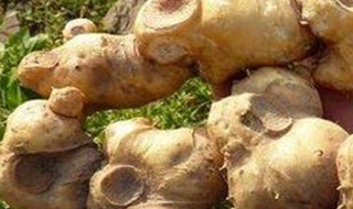 黄精怎么清洗才能干净 怎么清洗黄精才能干净