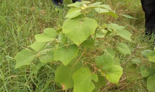 白背叶根的功效 白背叶根有什么功效