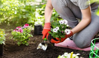 植物驱蚊效果排名 驱蚊植物有哪些