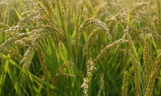 水稻什么时候传入中国 水稻传入中国的时间