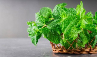 蚊子最怕的植物排名 蚊子怕什么植物