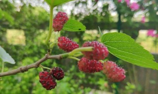 桑梓一般用来借指什么 桑梓有什么含义