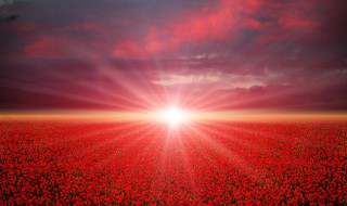 忠实的向导指的是什么 忠实的向导指的是什么意思