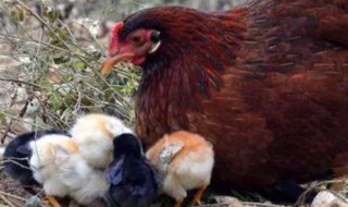 抱窝是什么意思 抱窝的含义